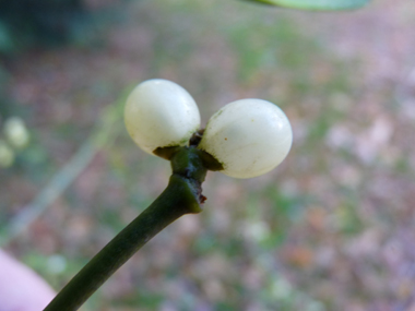 Baies de petite taille (5 mm), blanches en général et tirant vers le jaune chez le gui du sapin. Agrandir dans une nouvelle fenêtre (ou onglet)